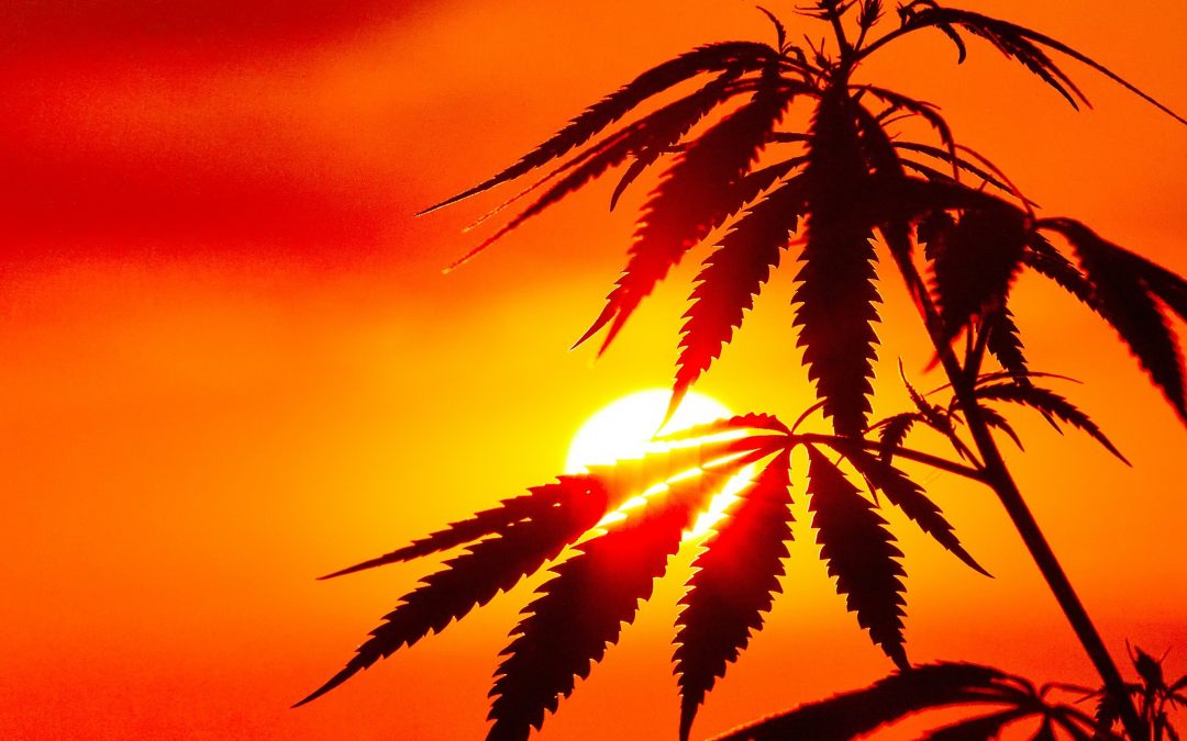Are Cannabis and Hemp the Same