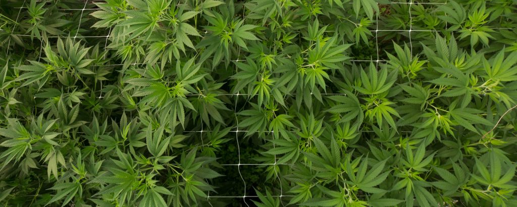 4 Corners Cannabis Hemp Plants