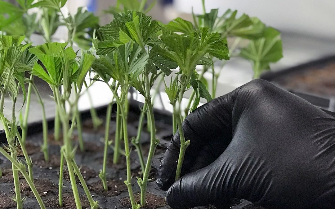 Gloved hand placing clones in soil