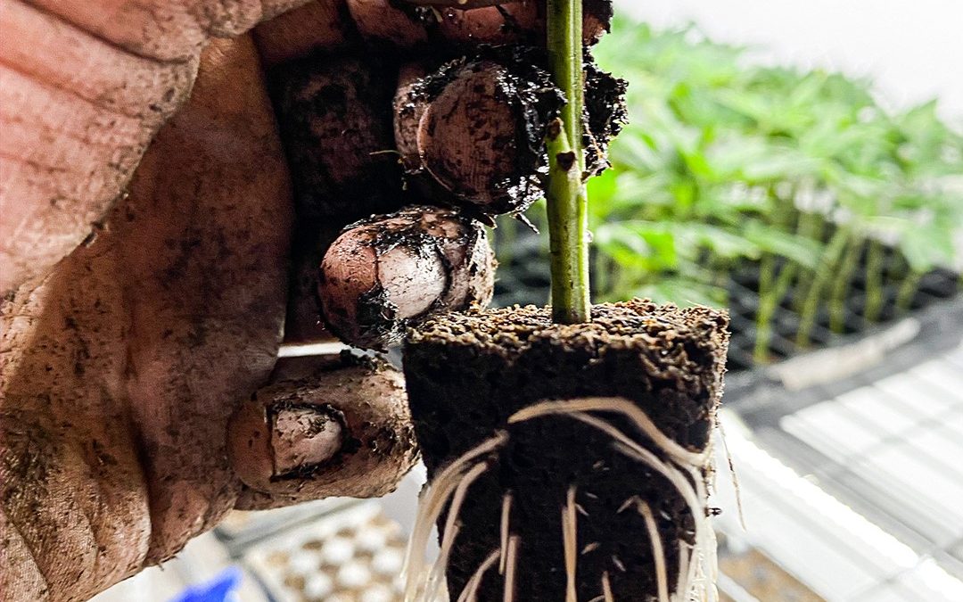 Transplanting Cannabis: Why, When, and How