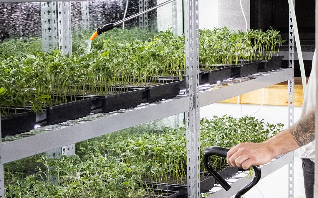 Grower watering cannabis plants on shelves