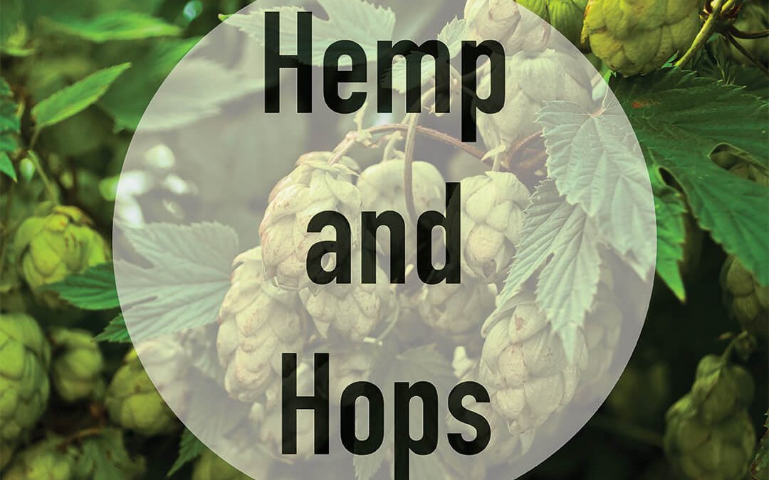 Hemp and Hops: Terpenes and Their Aromatic Allure