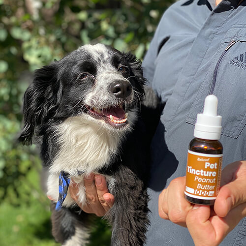 Dog and Peanut Butter Tincture in hands